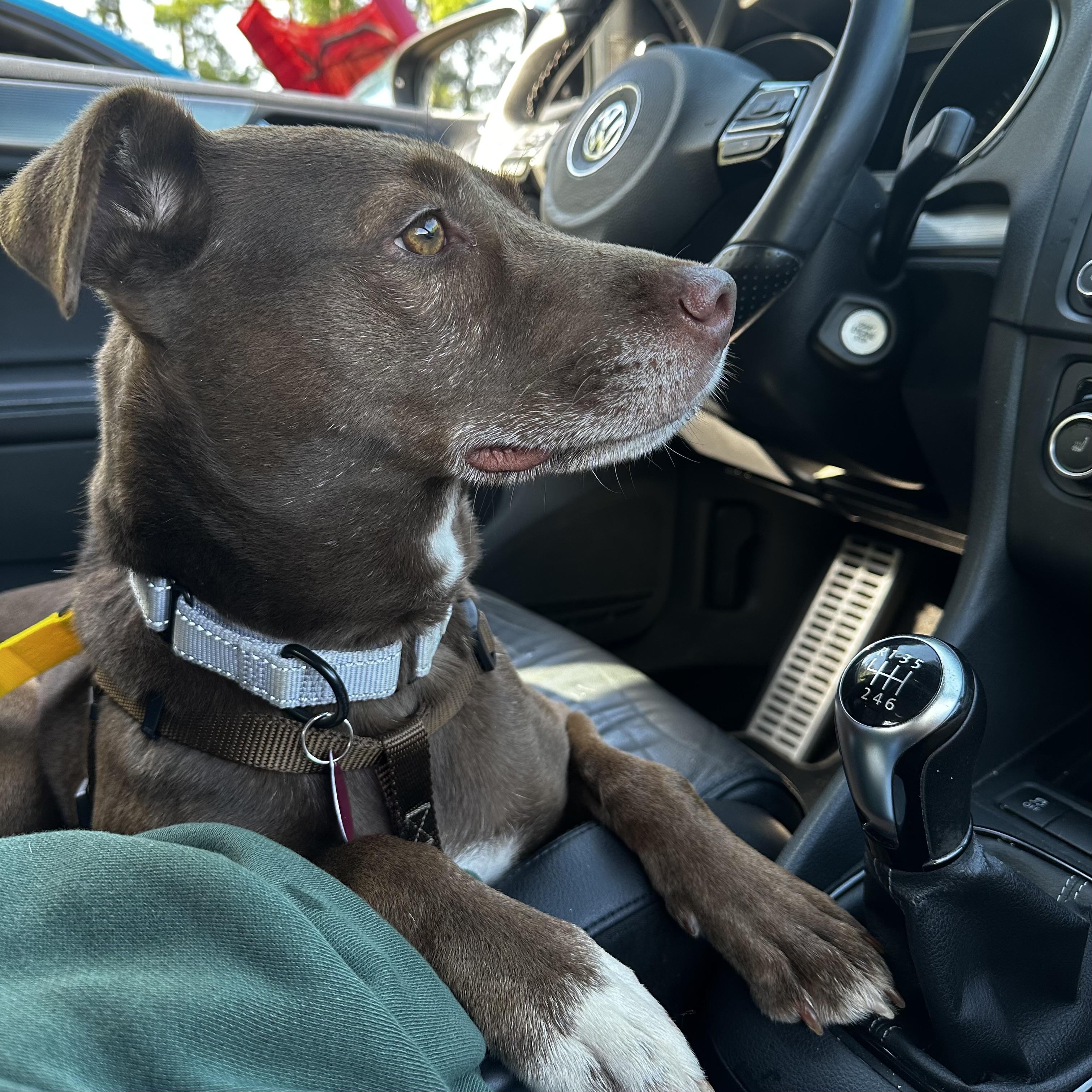 Arizona, a Adoptable mixed breed in Columbia, SC image 5/6