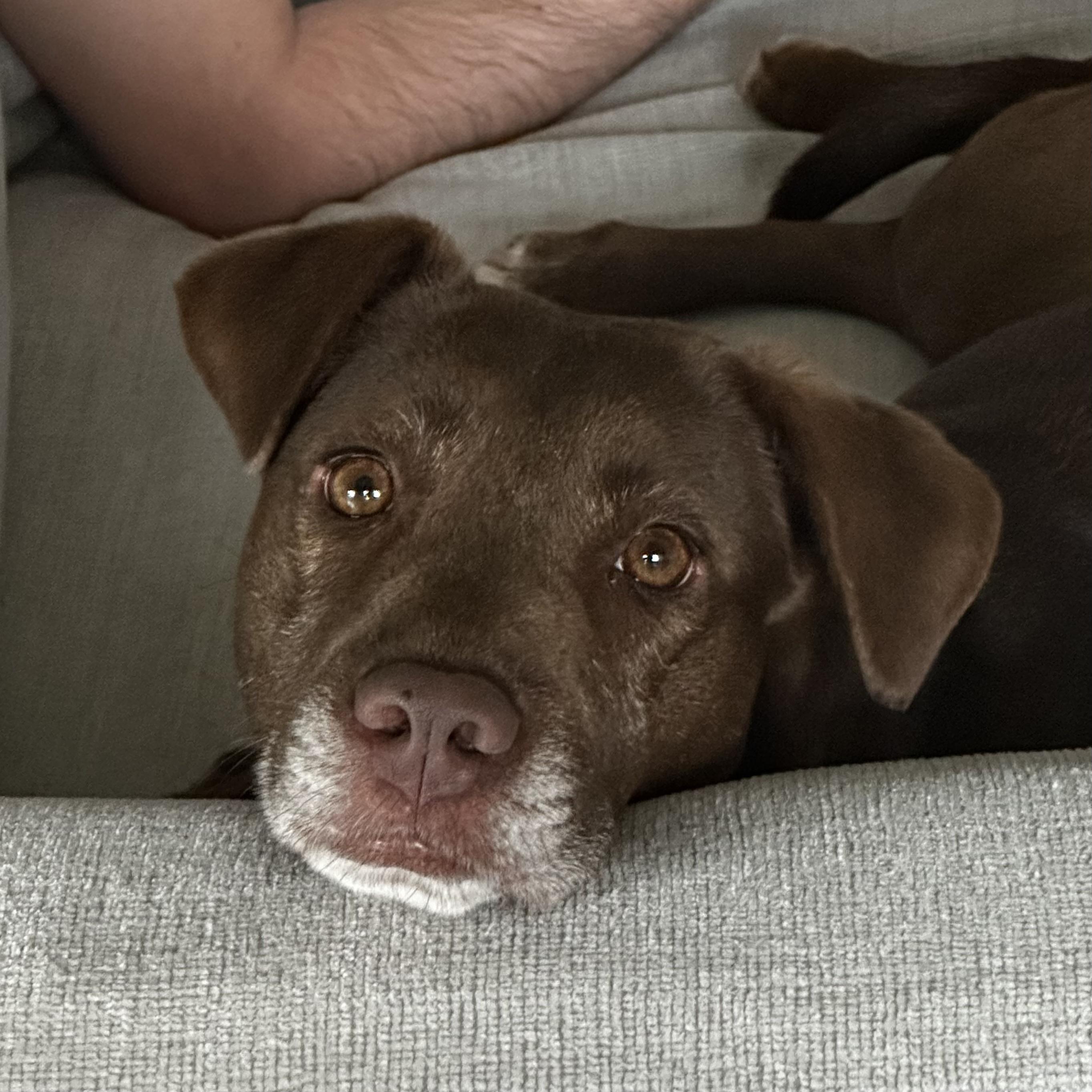 Arizona, a Adoptable mixed breed in Columbia, SC image 3/6