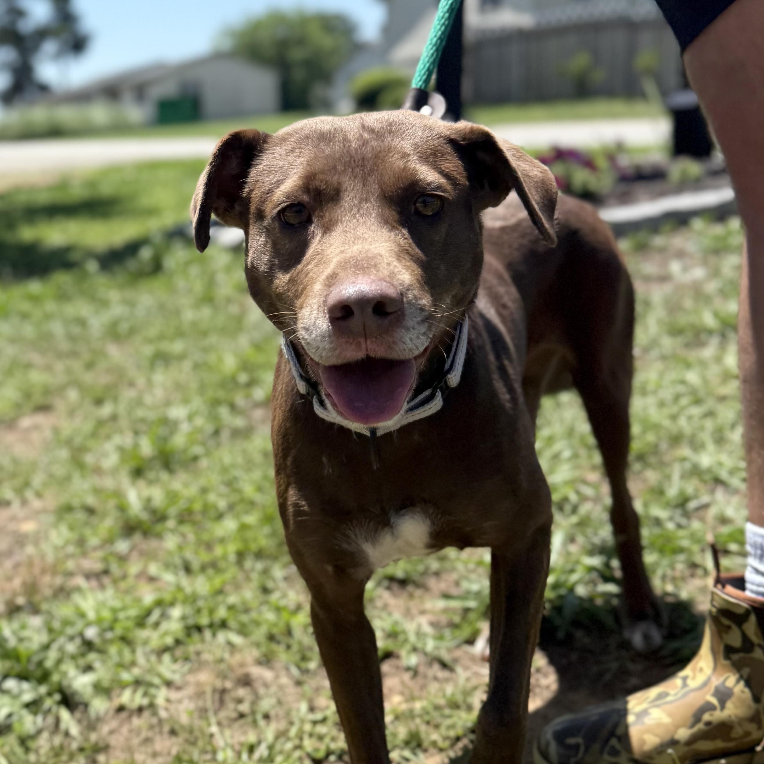 Arizona, a Adoptable mixed breed in Columbia, SC image 4/6