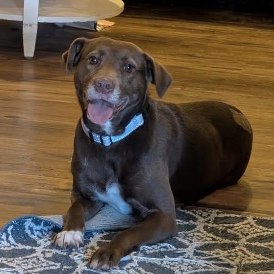 Arizona, a Adoptable mixed breed in Columbia, SC image 6/6