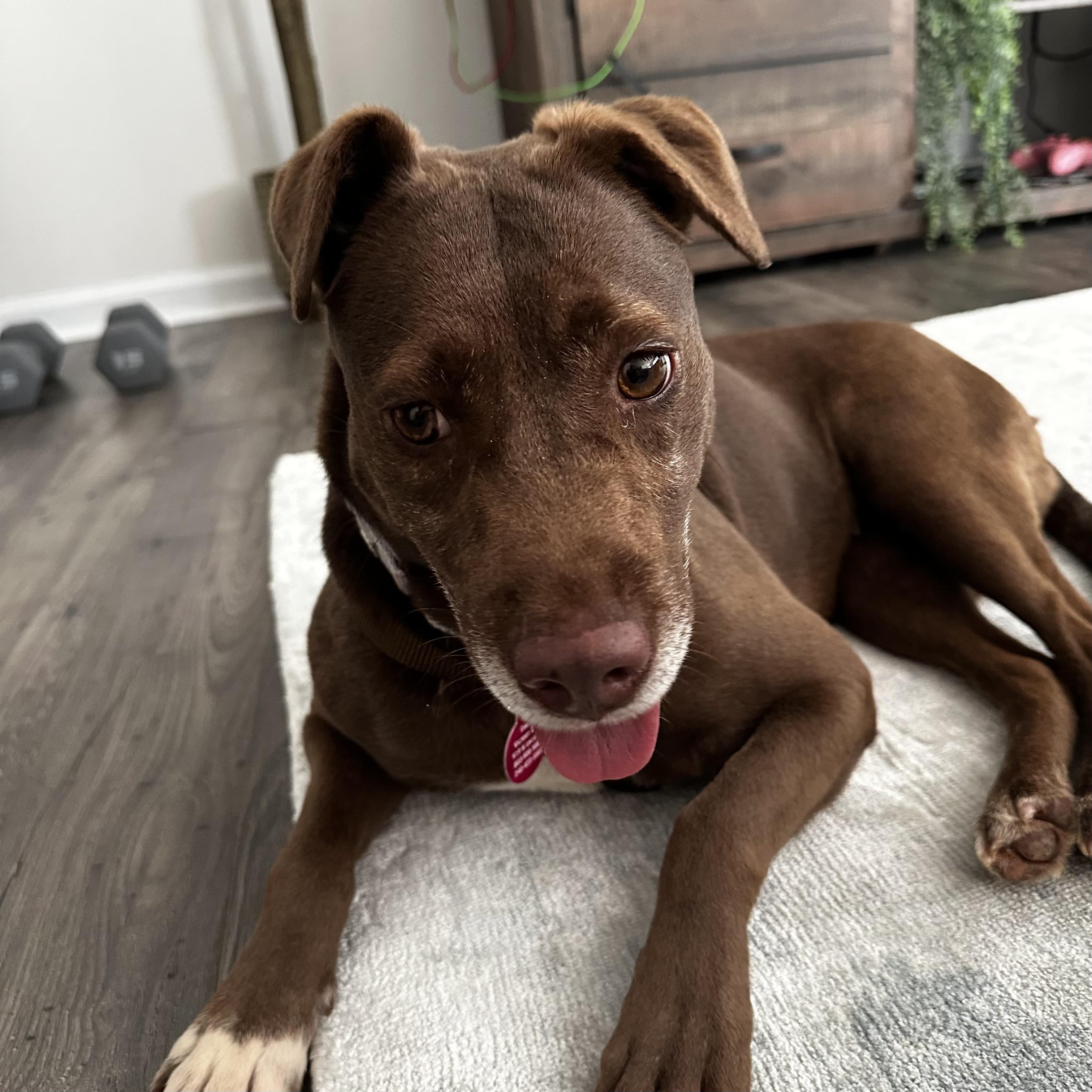 Arizona, a Adoptable mixed breed in Columbia, SC image 1/6