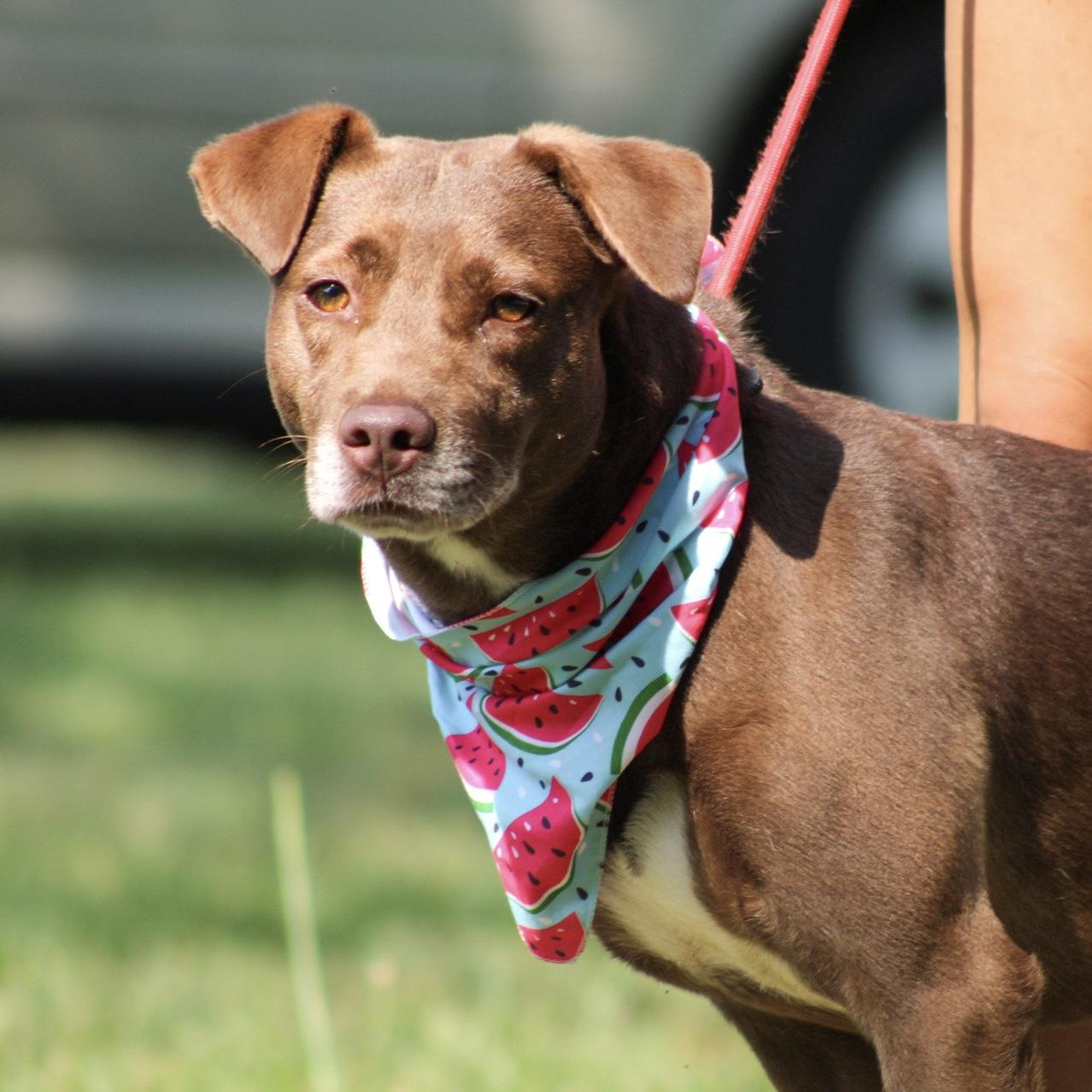 Arizona, a Adoptable mixed breed in Columbia, SC image 2/6