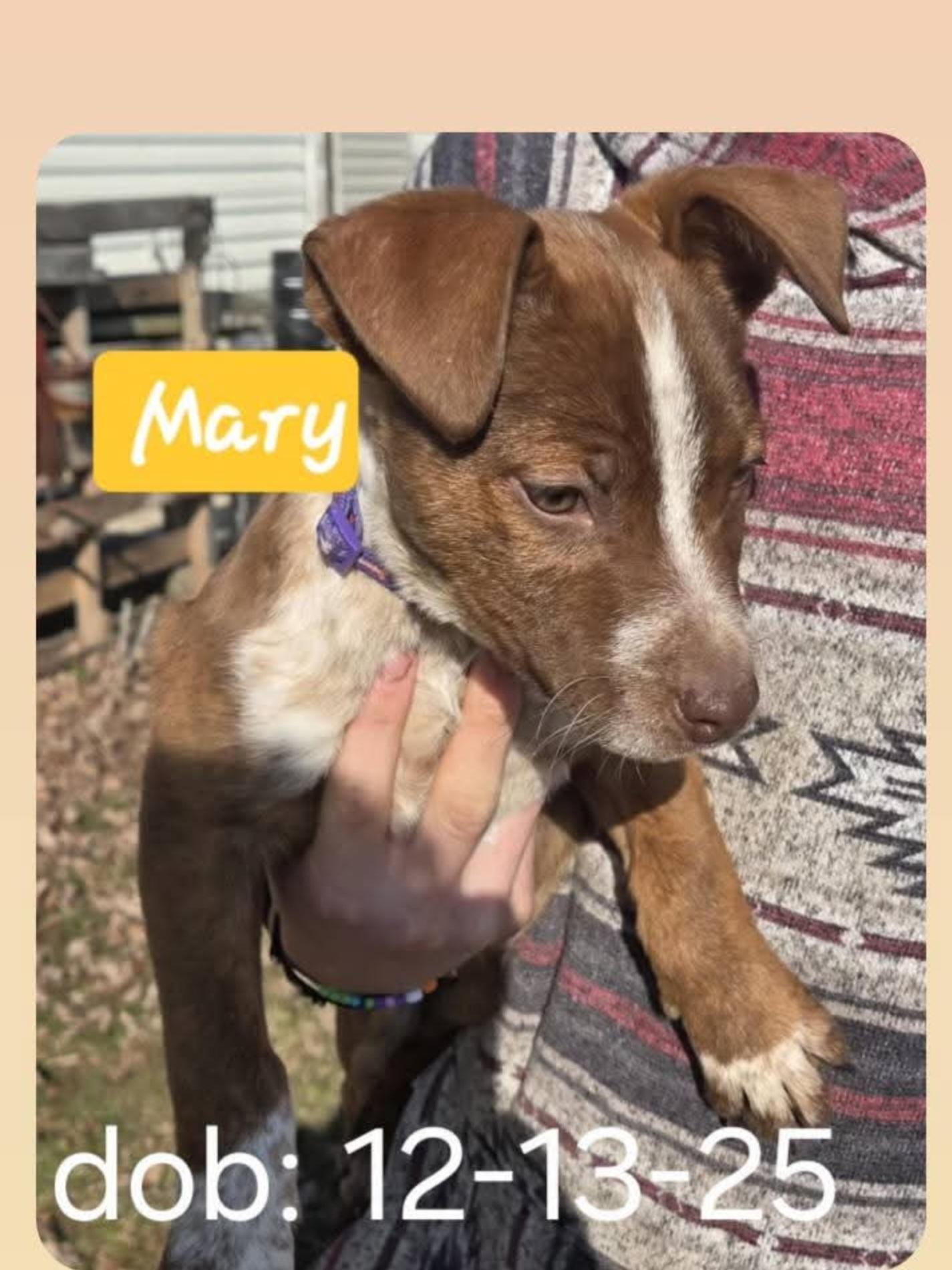 MARY, a ADOPTABLE mixed breed in Harrison, MI image 2/2