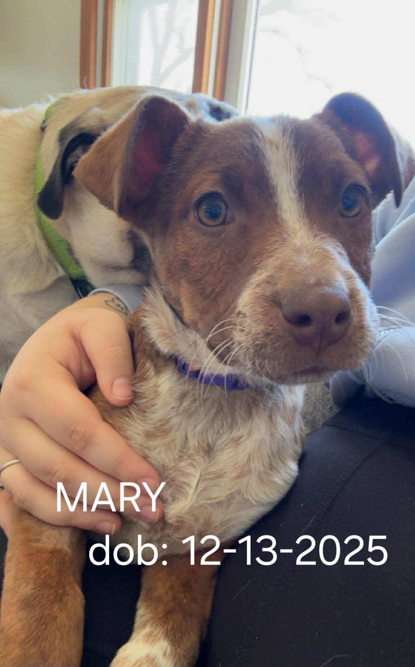 MARY, ADOPTABLE, Young Female Australian Shepherd & Australian Cattle Dog / Blue Heeler.