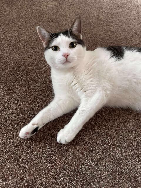 Enlarge Bingo, a Adopted Domestic Short Hair in Alexandria, MN image 1/3