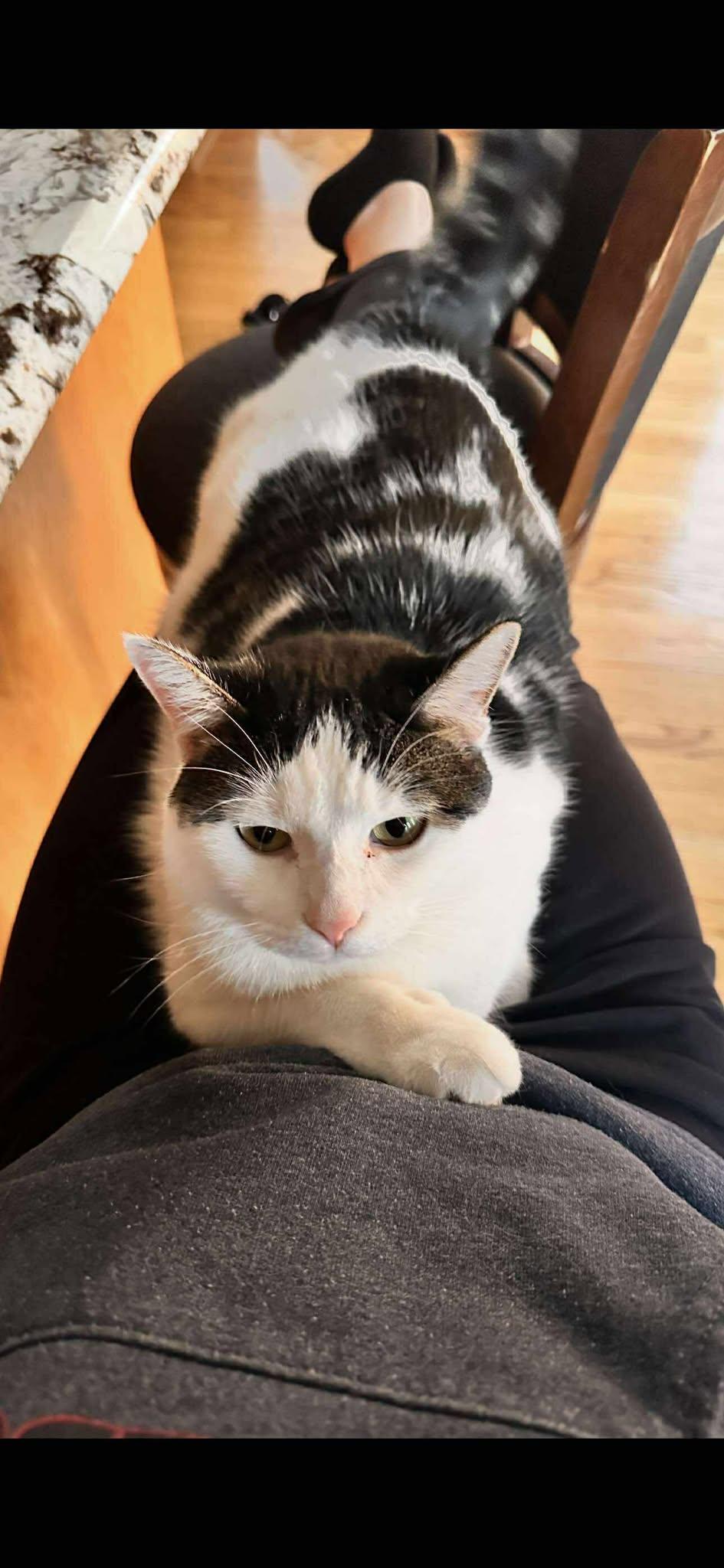 Enlarge Bingo, a Adopted Domestic Short Hair in Alexandria, MN image 2/3