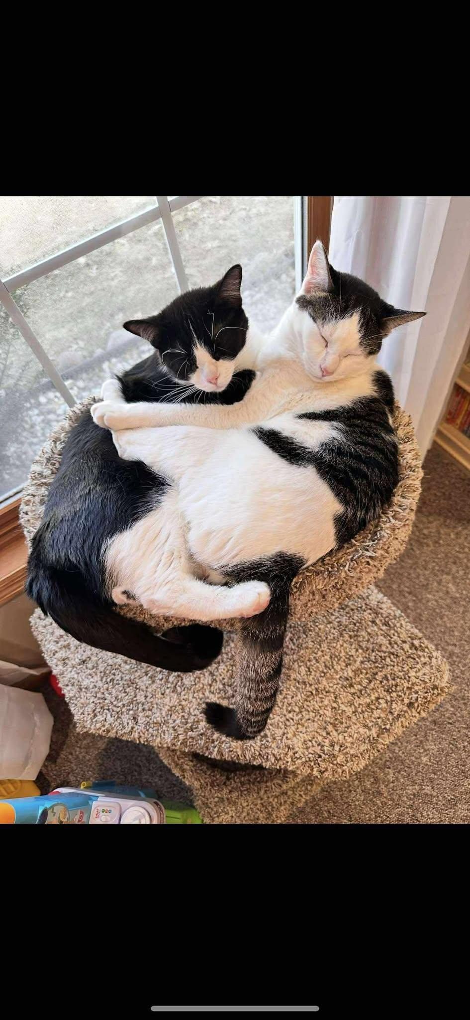 Enlarge Bingo, a Adopted Domestic Short Hair in Alexandria, MN image 3/3