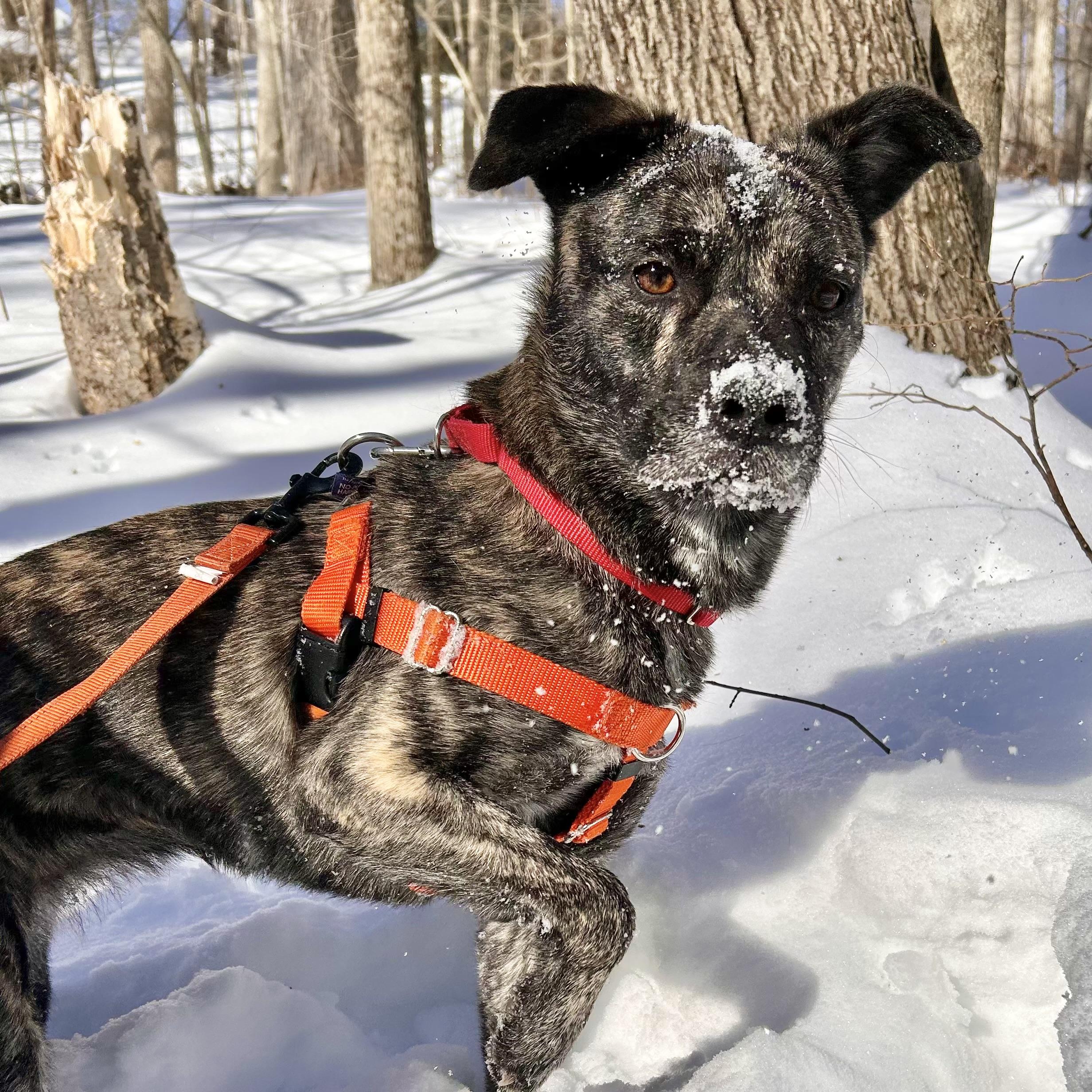 Enlarge Firestarter, a Adoptable mixed breed in Manchester, VT image 1/6