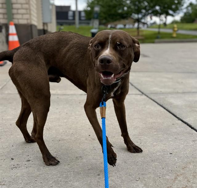 Enlarge INDIGO, a Adoptable mixed breed in Aliquippa, PA image 1/1