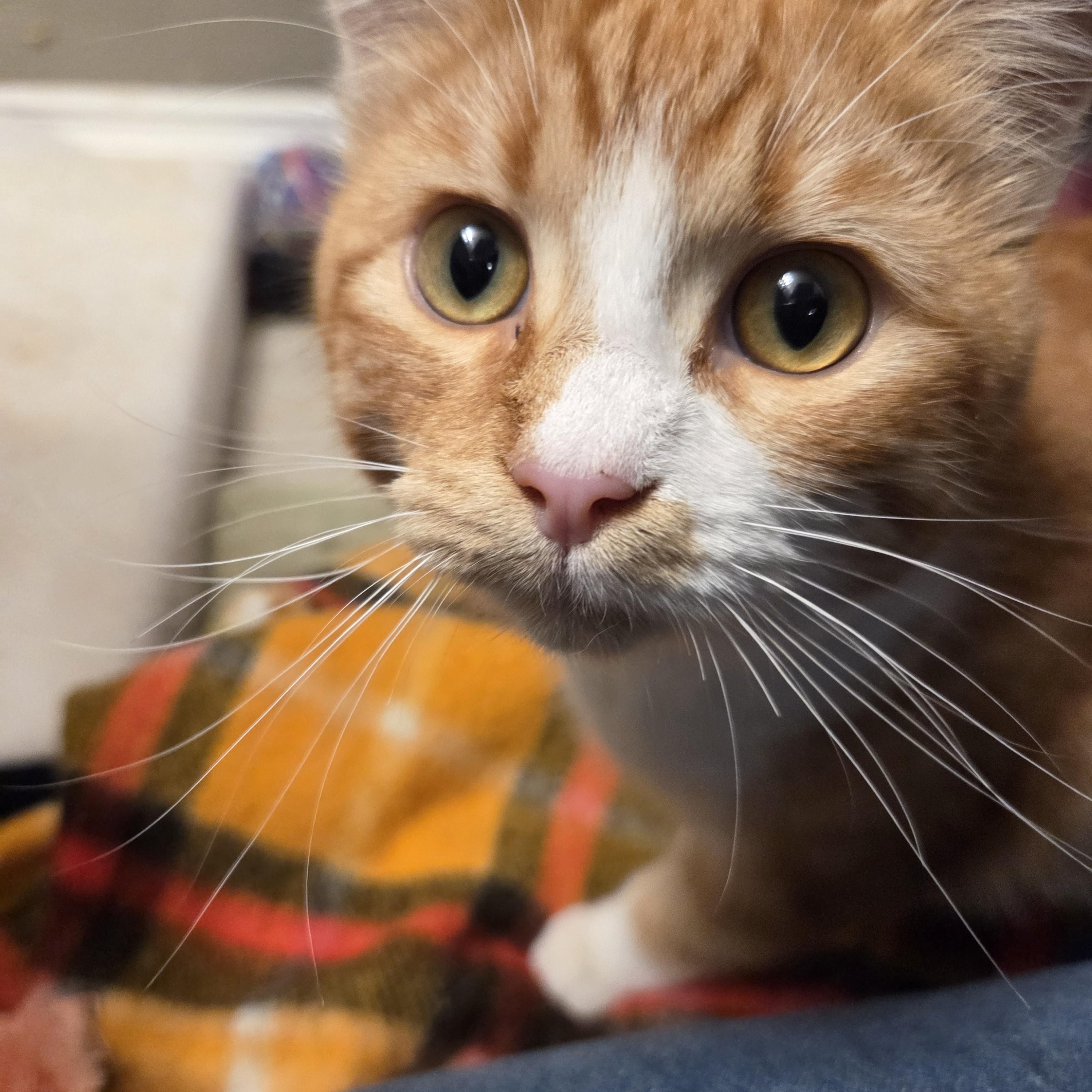 Bobby the Sun Cat, ADOPTABLE, Kitten Male Domestic Short Hair.