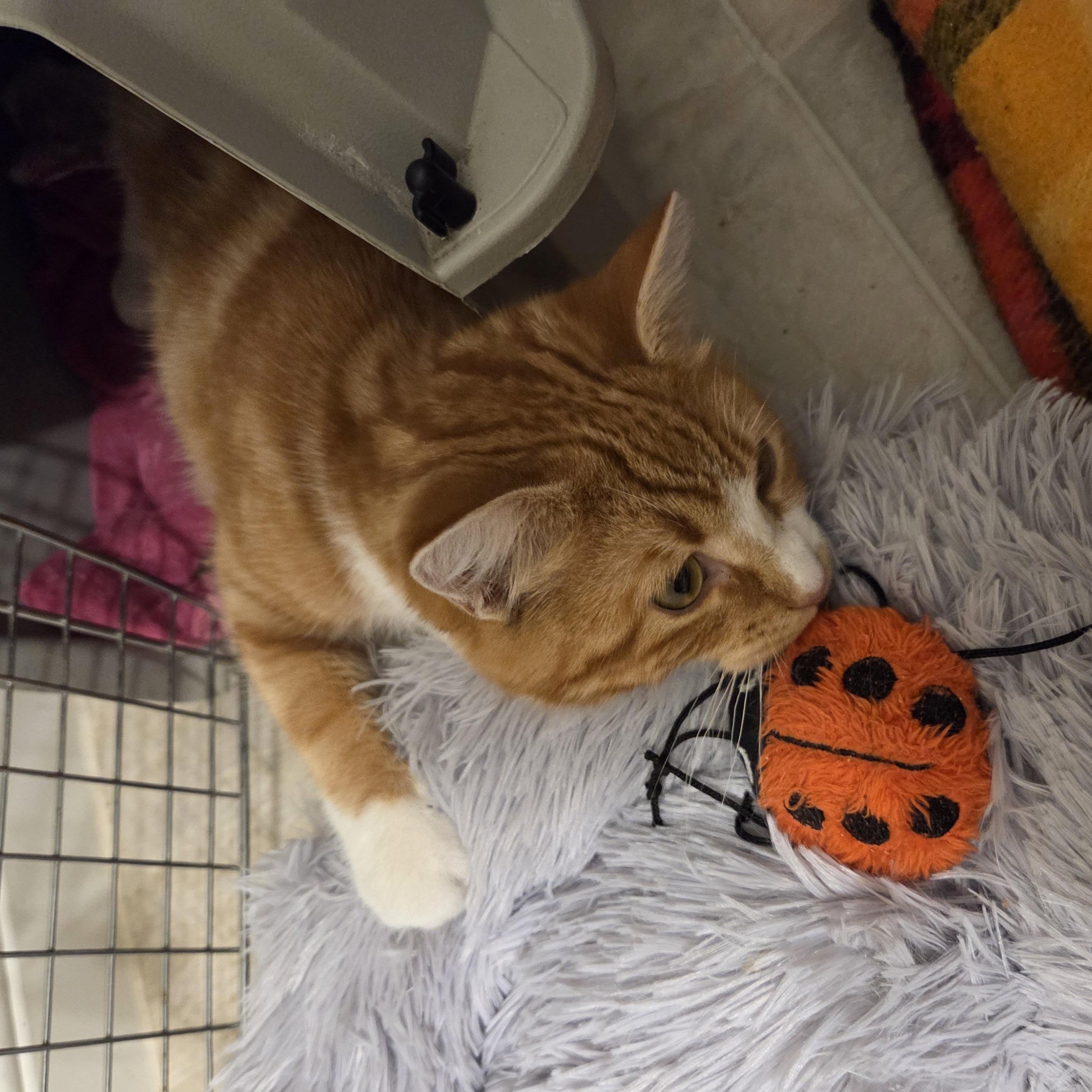 Enlarge Bobby the Sun Cat, a ADOPTABLE Domestic Short Hair in Portland, OR image 3/5