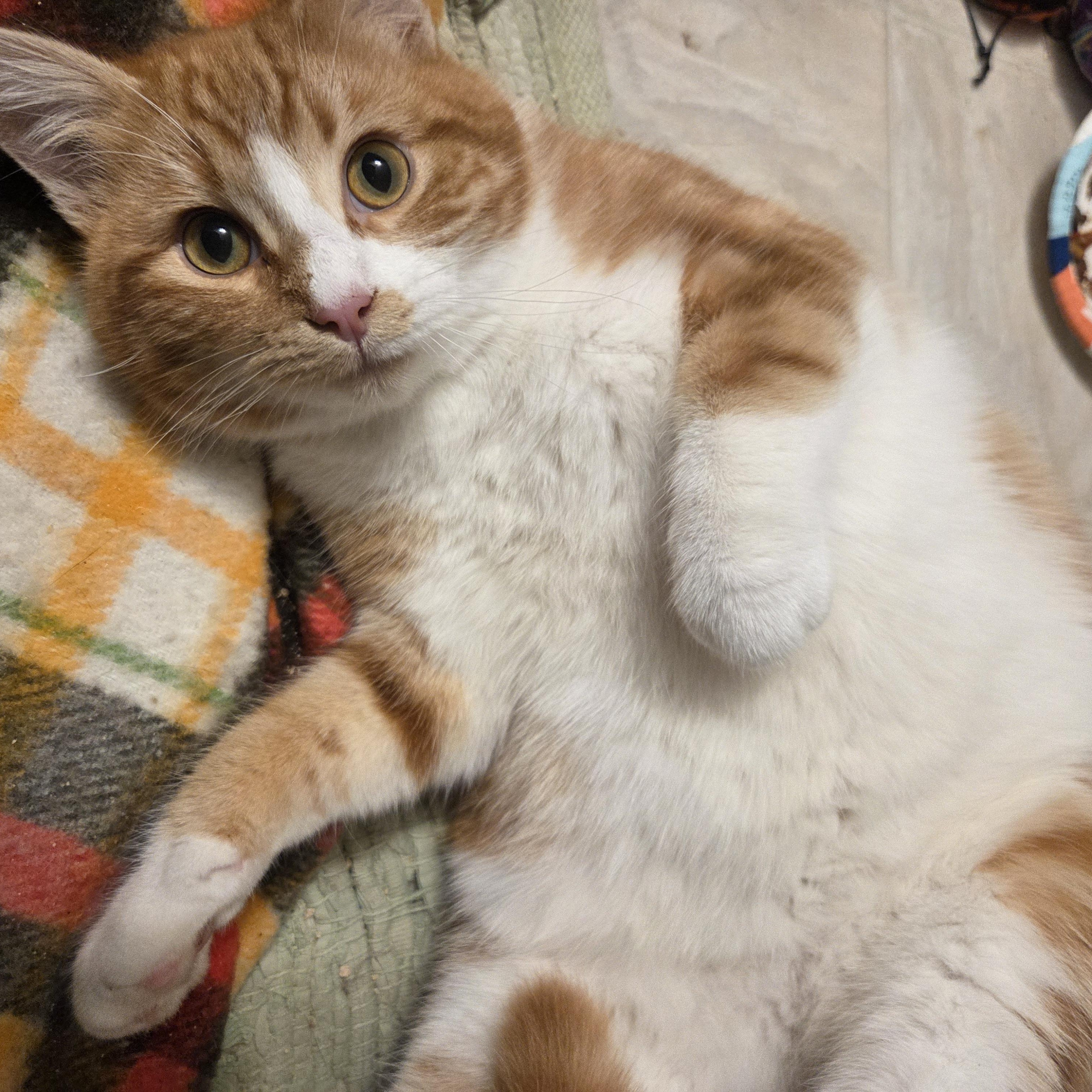 Enlarge Bobby the Sun Cat, a ADOPTABLE Domestic Short Hair in Portland, OR image 5/5