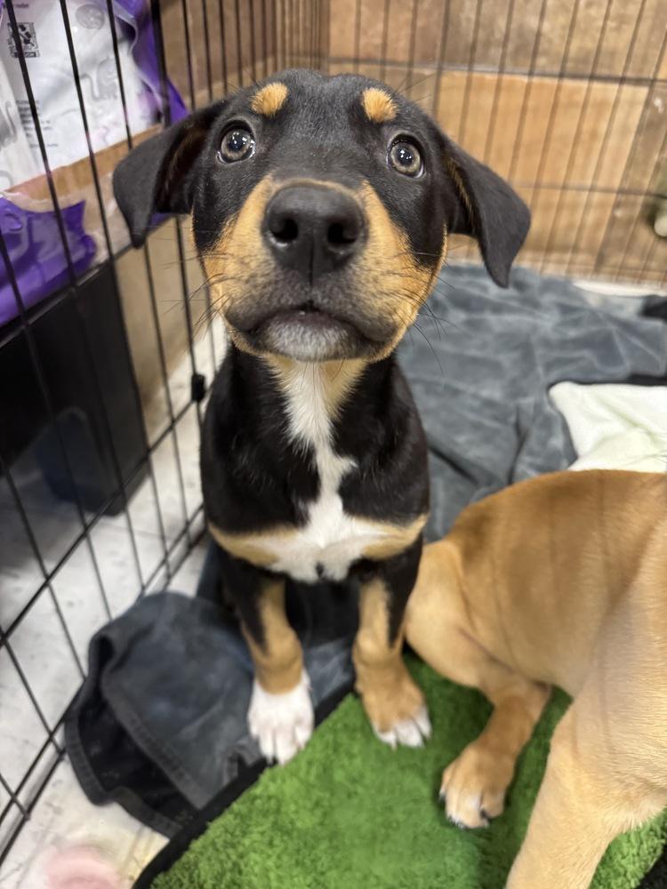 Enlarge Kora, a Adoptable mixed breed in Colorado Springs, CO image 1/6