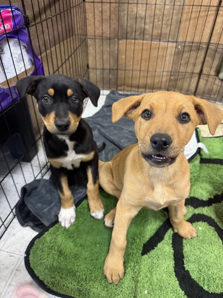 Enlarge Kora, a Adoptable mixed breed in Colorado Springs, CO image 2/6