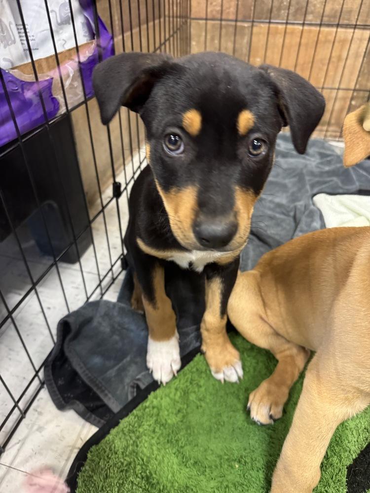 Enlarge Kora, a Adoptable mixed breed in Colorado Springs, CO image 3/6