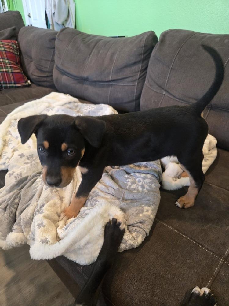 Enlarge Kora, a Adoptable mixed breed in Colorado Springs, CO image 4/6