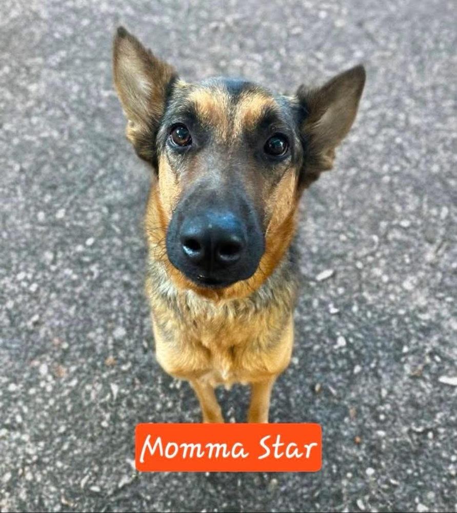 Enlarge Kora, a Adoptable mixed breed in Colorado Springs, CO image 6/6