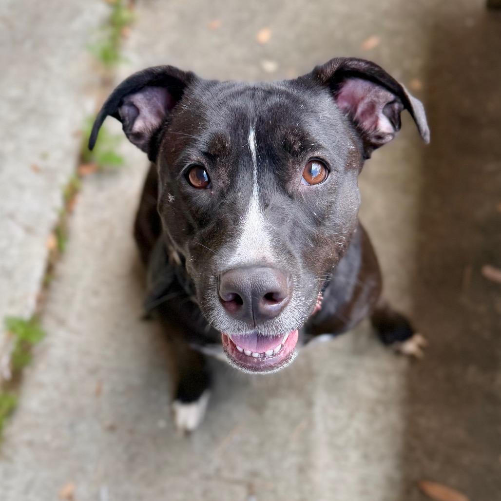 Enlarge Izzy, a Adoptable Mixed Breed in Milton, FL image 1/1