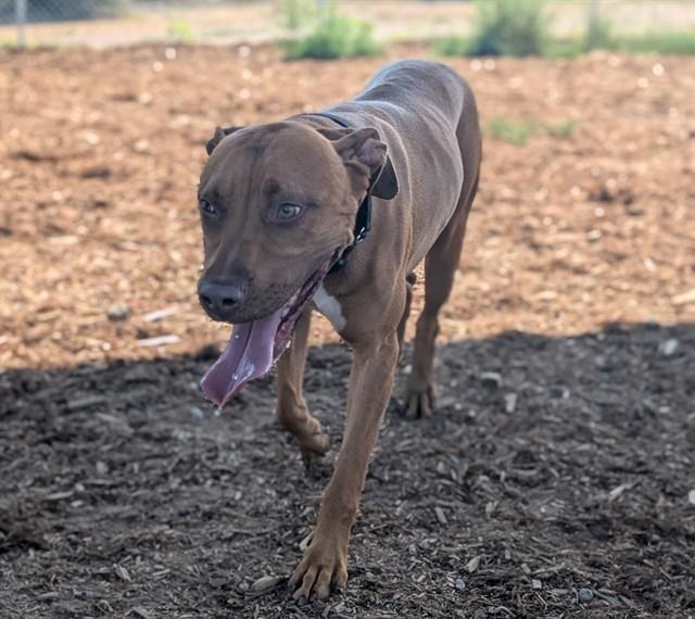 CLIFFORD, Adoptable, Young Male Labrador Retriever & Pit Bull Terrier.