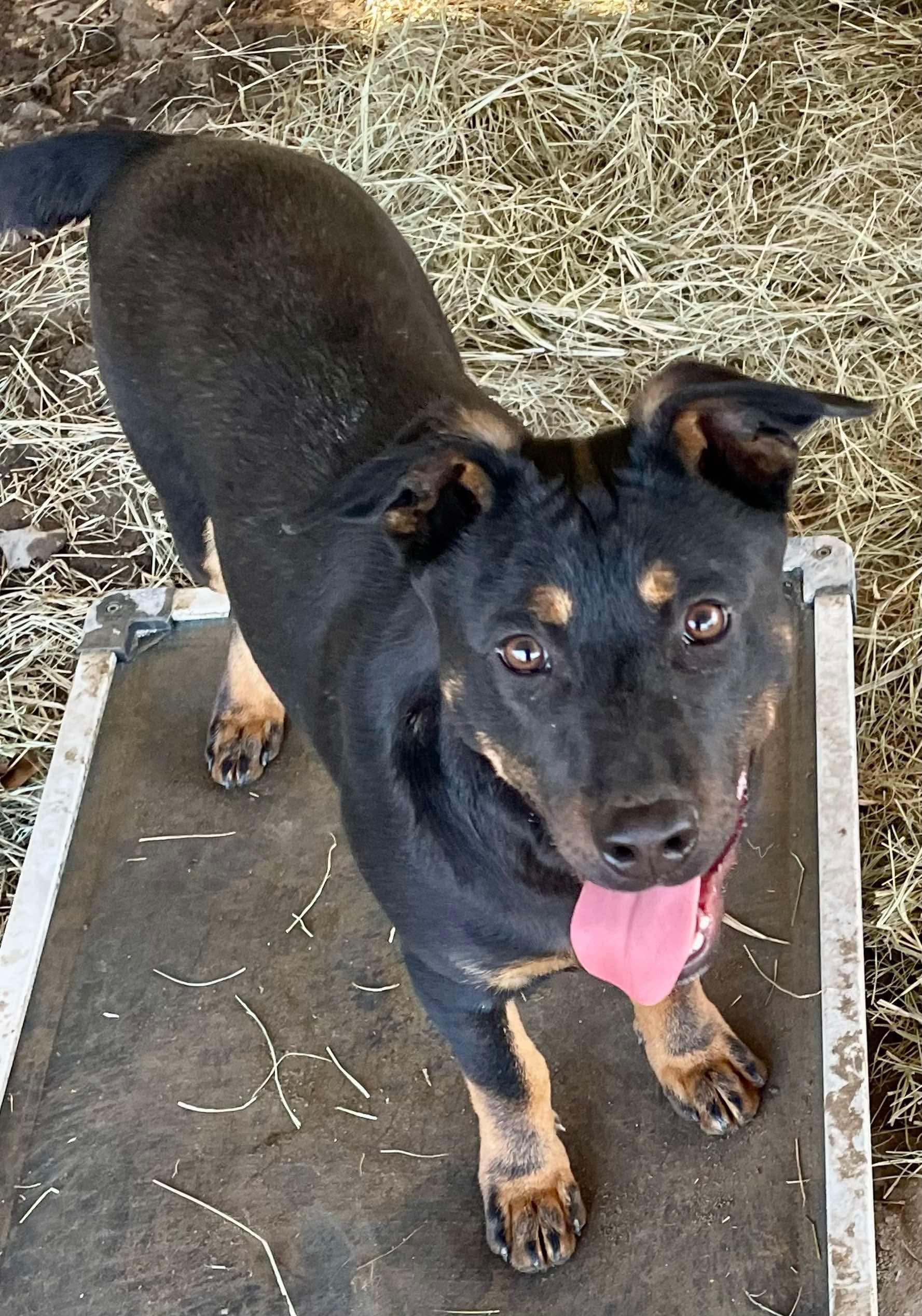 Enlarge Slater, a Adopted Shepherd in Augusta, ME image 1/1