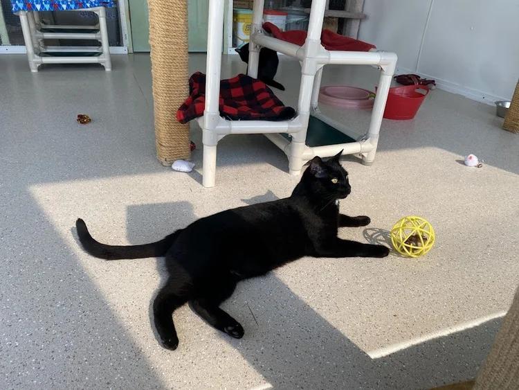 Harvey, a Adoptable Domestic Short Hair in Winona, MN image 2/6