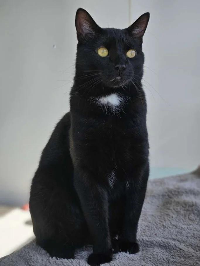 Harvey, a Adoptable Domestic Short Hair in Winona, MN image 1/6