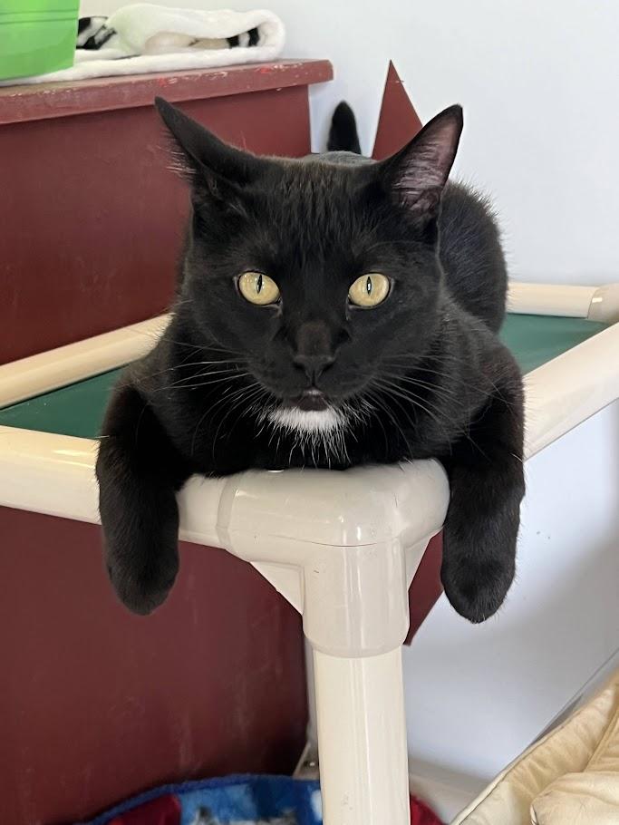 Harvey, a Adoptable Domestic Short Hair in Winona, MN image 4/6