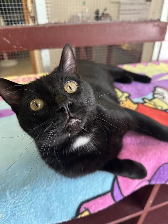 Harvey, a Adoptable Domestic Short Hair in Winona, MN image 5/6