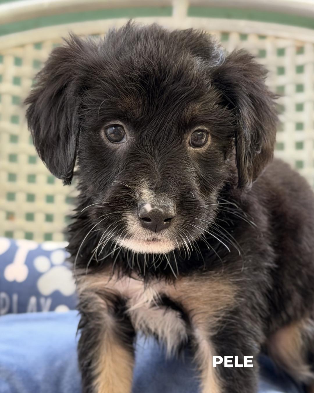 Enlarge Pele, an adopted mixed breed in Los Angeles, CA image 1/1