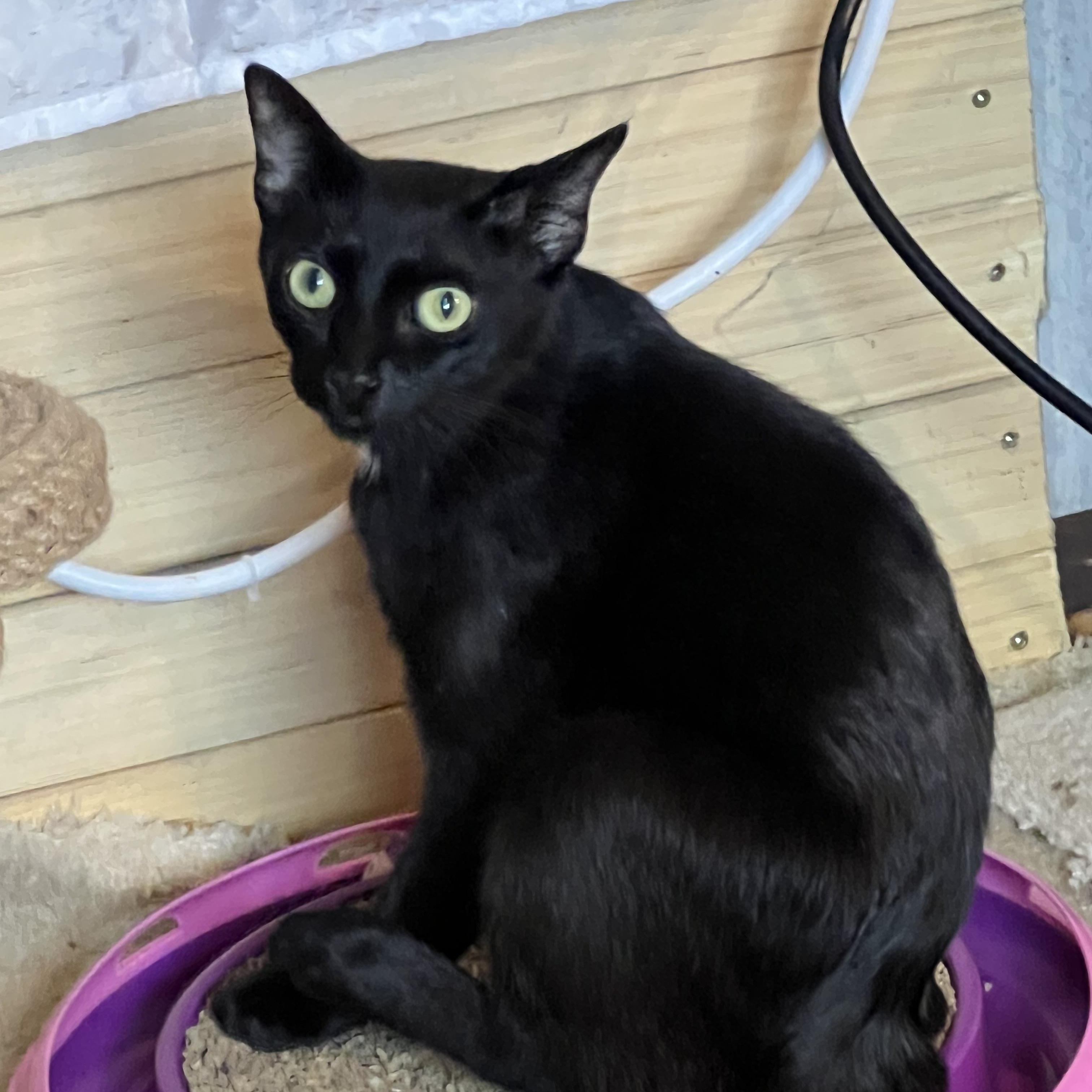 Enlarge Freya, a Adoptable mixed breed in Bensalem, PA image 2/6