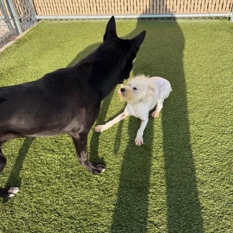 Harry , ADOPTABLE, Young Male Schnauzer.
