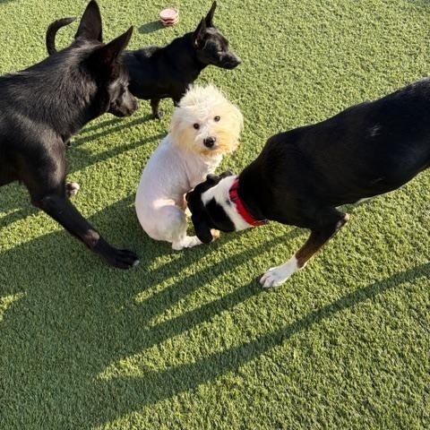 Harry , an adopted mixed breed in Liberty, MO image 2/4
