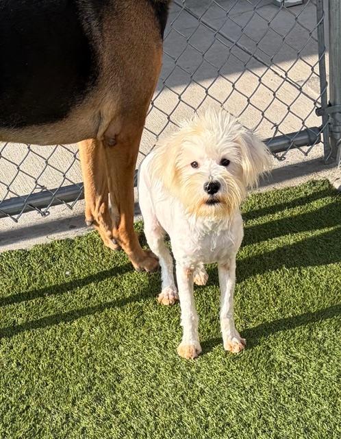 Harry , an adopted mixed breed in Liberty, MO image 3/4