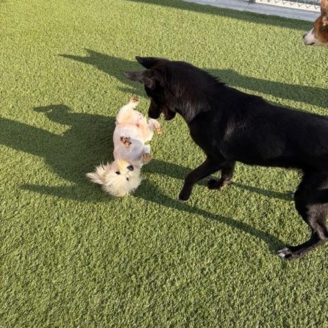 Harry , an adopted mixed breed in Liberty, MO image 4/4