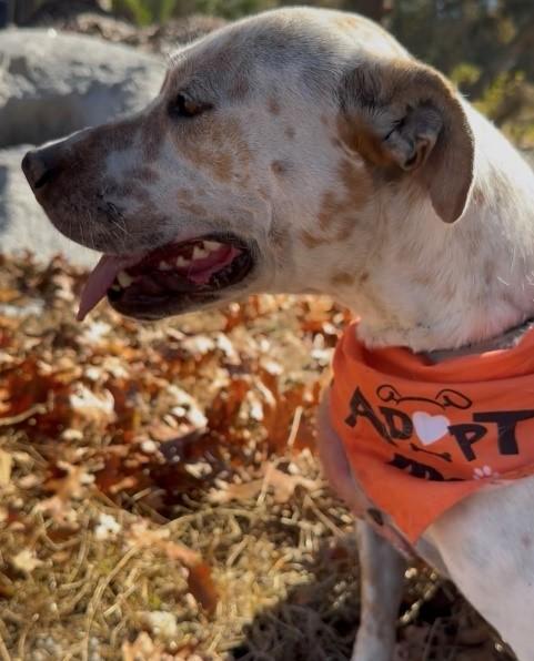 Freckles, ADOPTABLE, Adult Male Pit Bull Terrier & Hound.