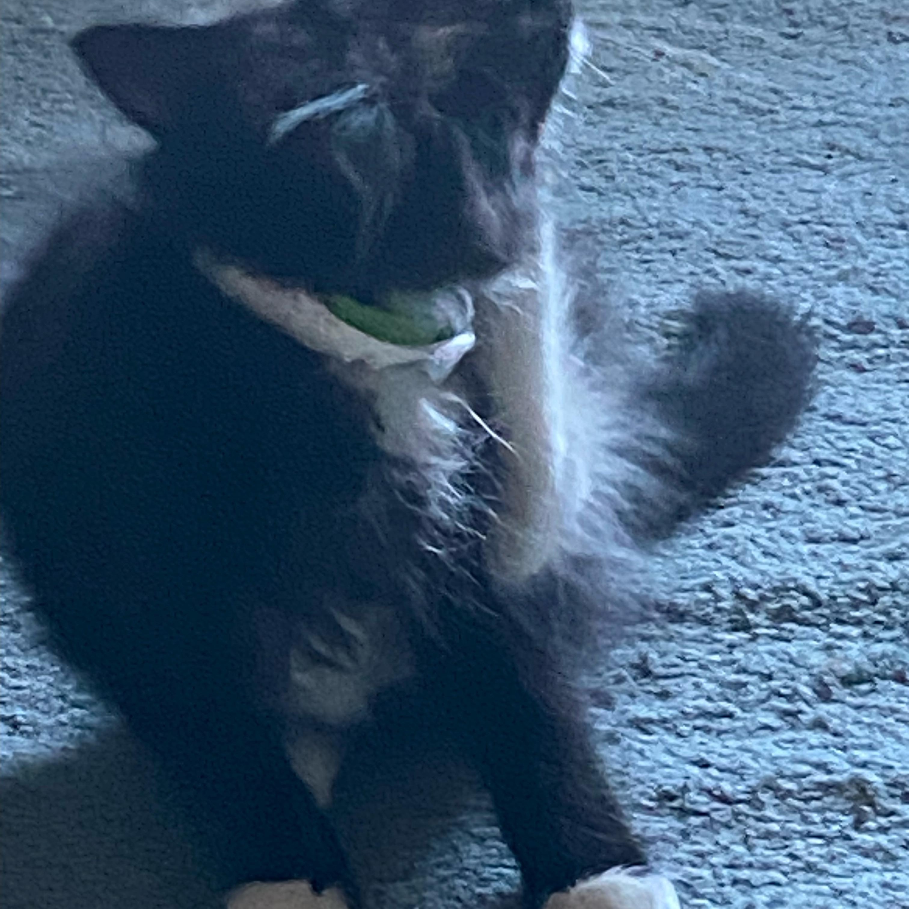 Kiki, a Adoptable Tuxedo in Tracy, CA image 1/2