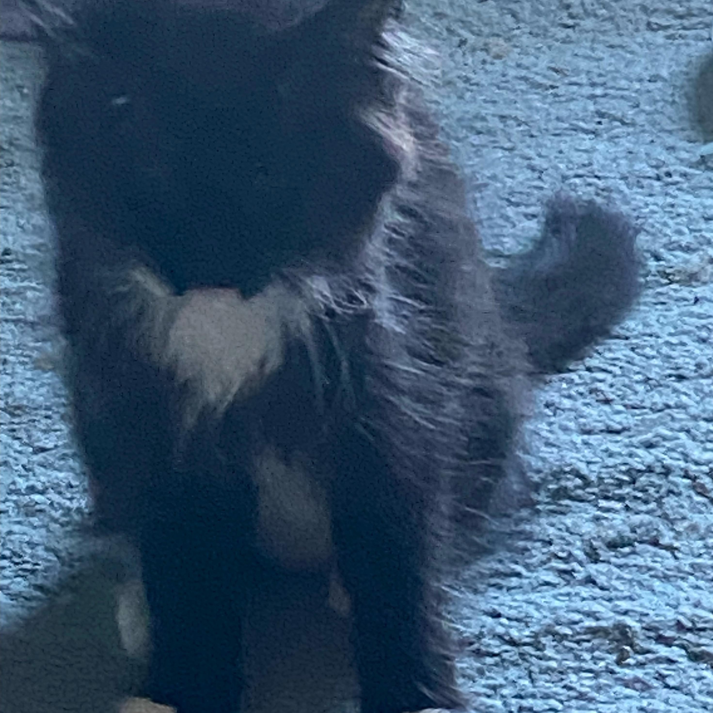 Kiki, a Adoptable Tuxedo in Tracy, CA image 2/2