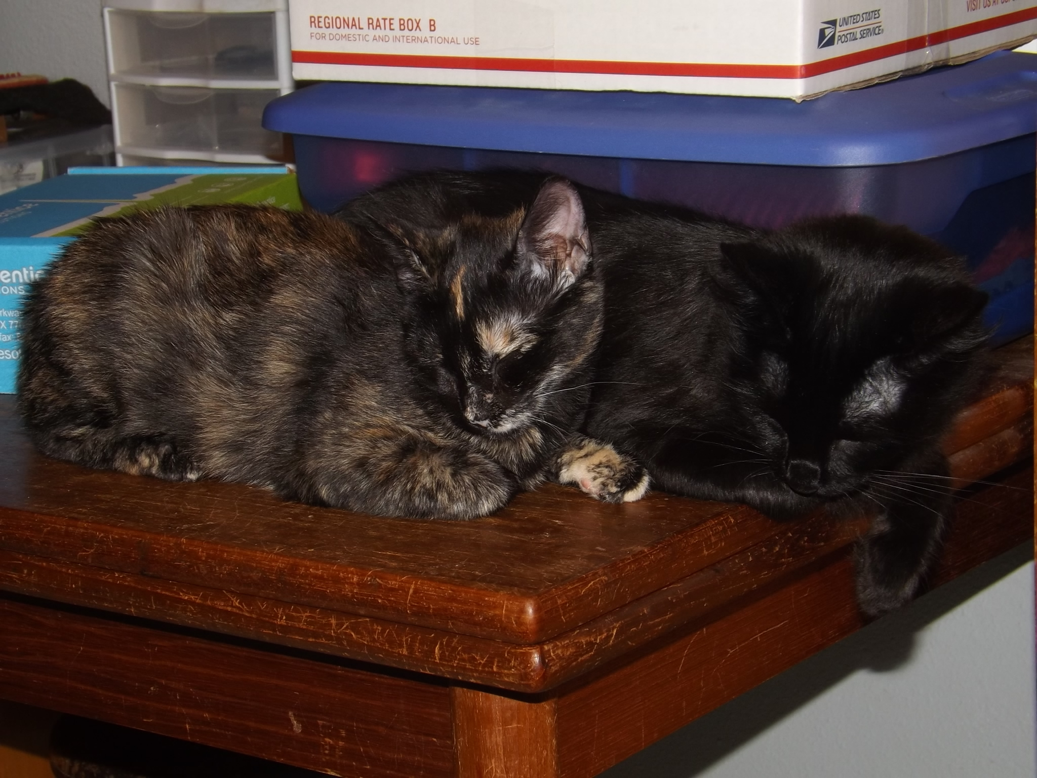 Frisky photo 4