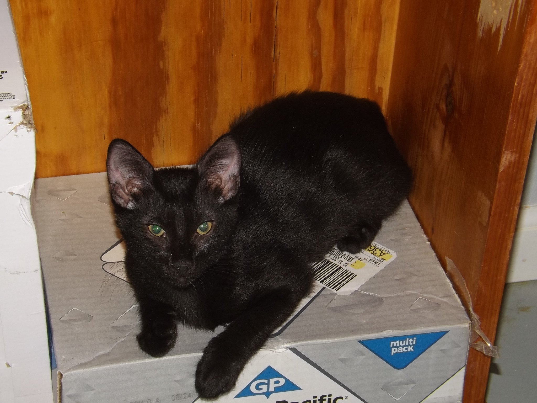 Frisky, a Adoptable mixed breed in Simms, TX image 2/10