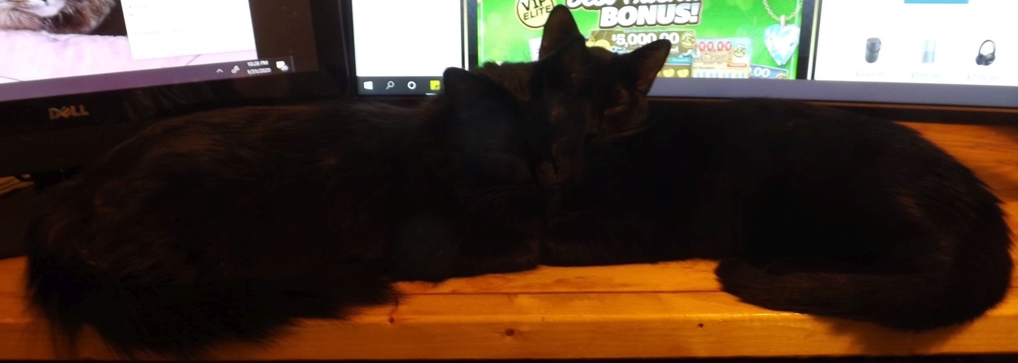 Frisky, a Adoptable mixed breed in Simms, TX image 3/10