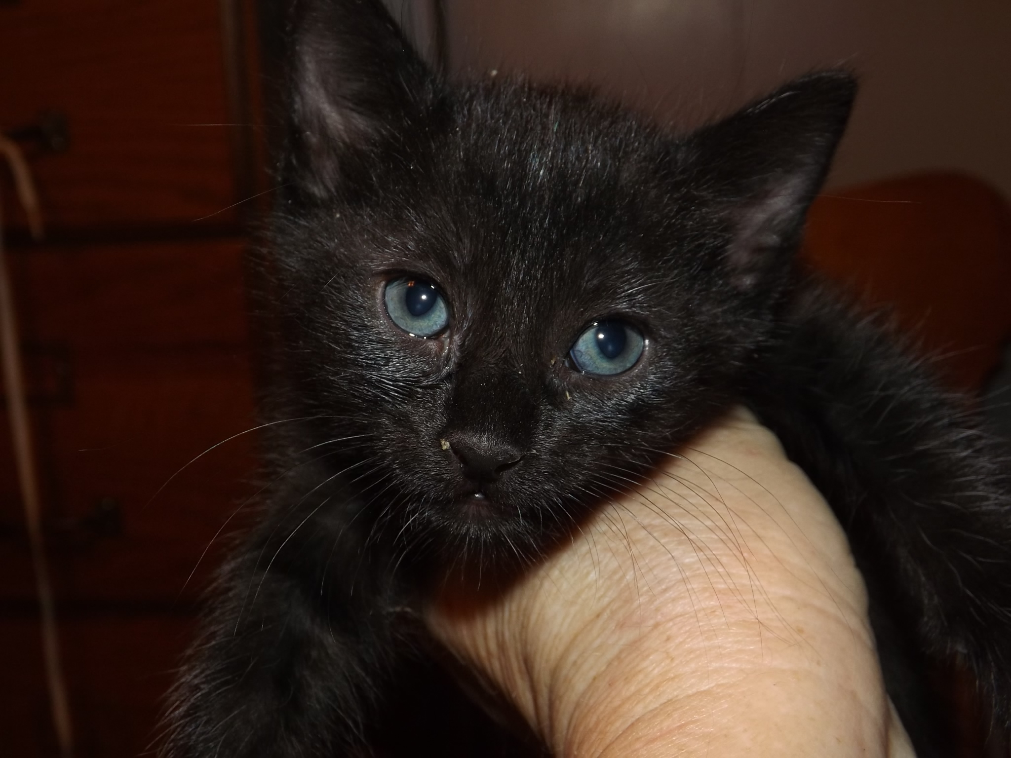 Frisky, a Adoptable mixed breed in Simms, TX image 4/10