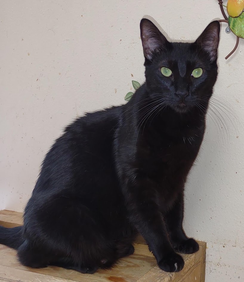 Frisky, a Adoptable mixed breed in Simms, TX image 5/10