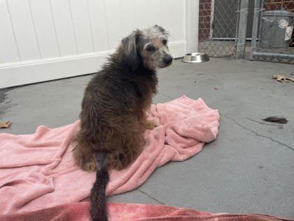 Sigmund, a Adoptable mixed breed in Virginia Beach, VA image 1/3