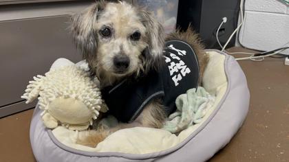 Sigmund, a Adoptable mixed breed in Virginia Beach, VA image 2/3