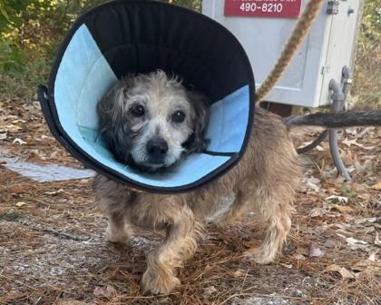 Sigmund, a Adoptable mixed breed in Virginia Beach, VA image 3/3