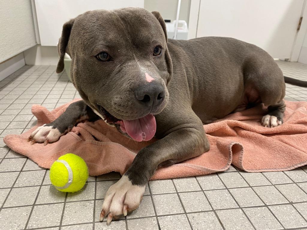 Enlarge Comet, a Adoptable American Staffordshire Terrier in Fall River, MA image 1/6