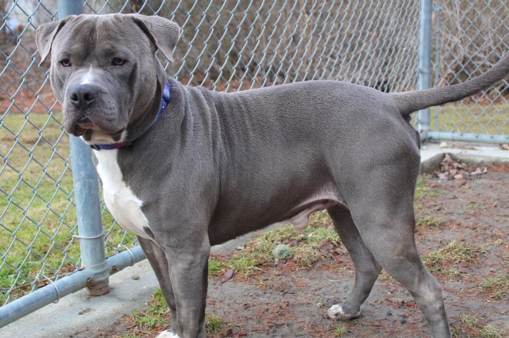 Enlarge Comet, a Adoptable American Staffordshire Terrier in Fall River, MA image 3/6