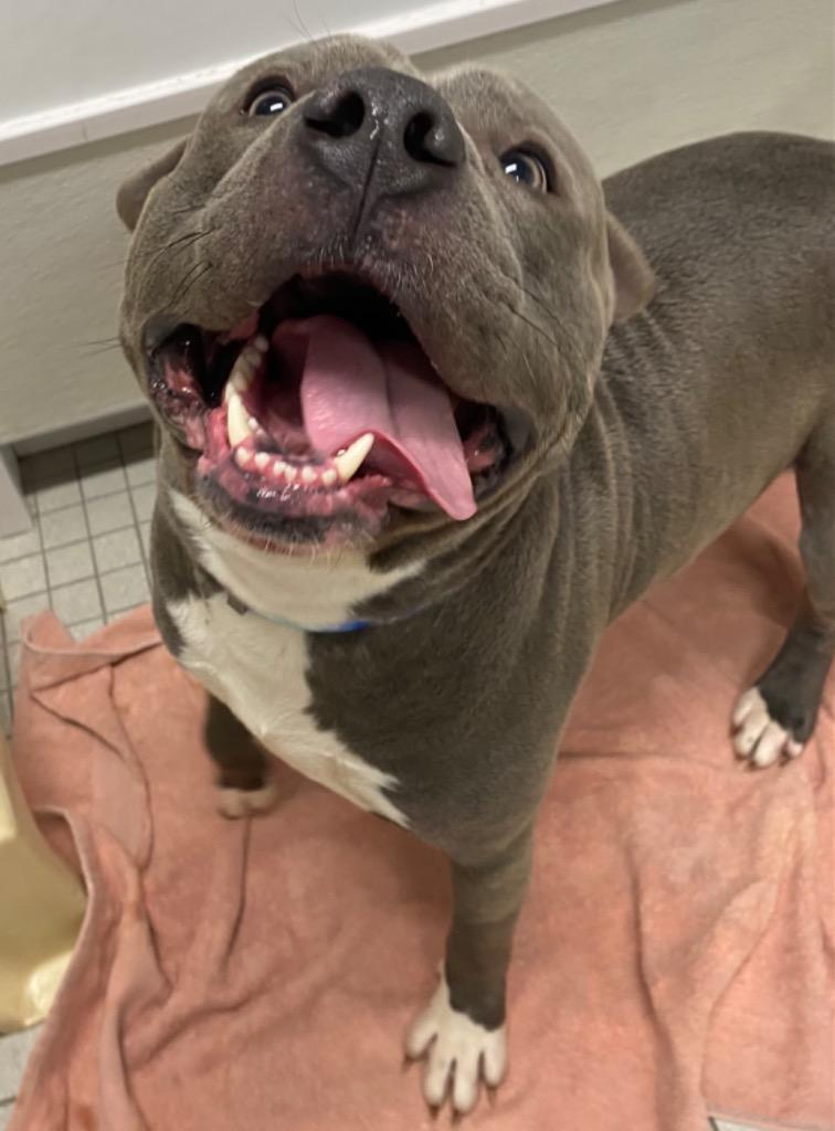 Enlarge Comet, a Adoptable American Staffordshire Terrier in Fall River, MA image 5/6