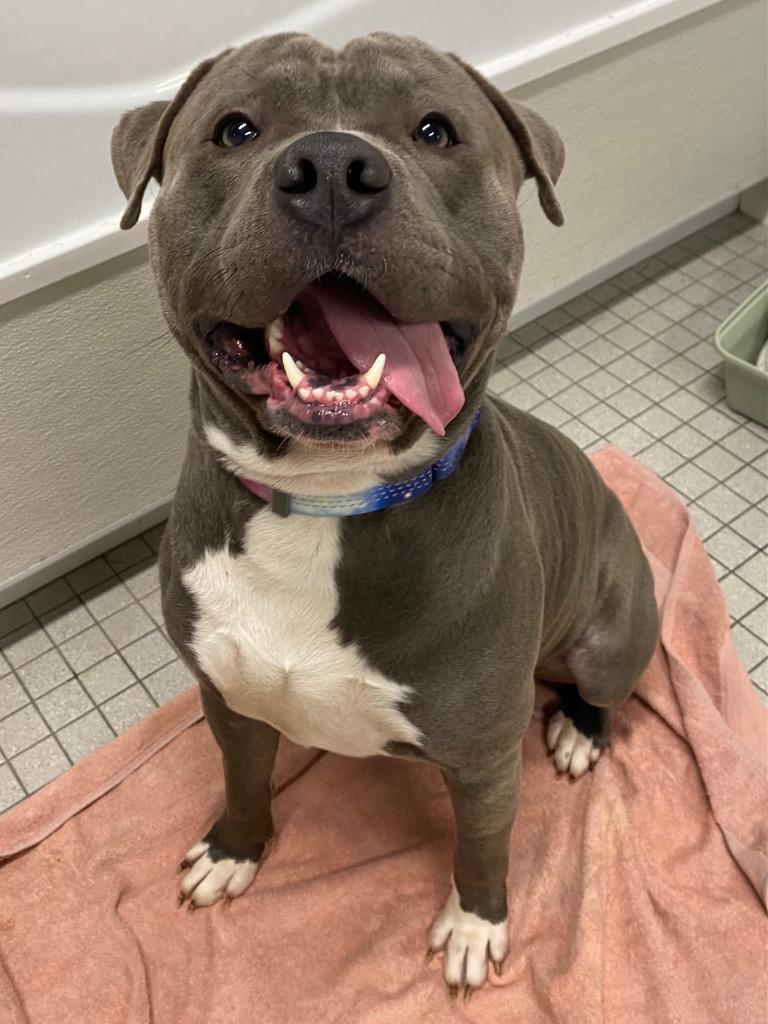 Enlarge Comet, a Adoptable American Staffordshire Terrier in Fall River, MA image 6/6