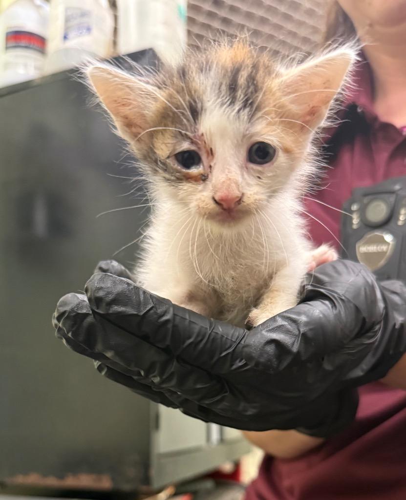 Enlarge Luthien, a Adoptable mixed breed in Rockport, TX image 2/6